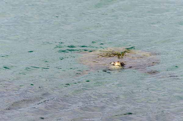 Tortuga Marina - islote Las Tintoreras - islas Galápagos - Ecuador 3.jpg